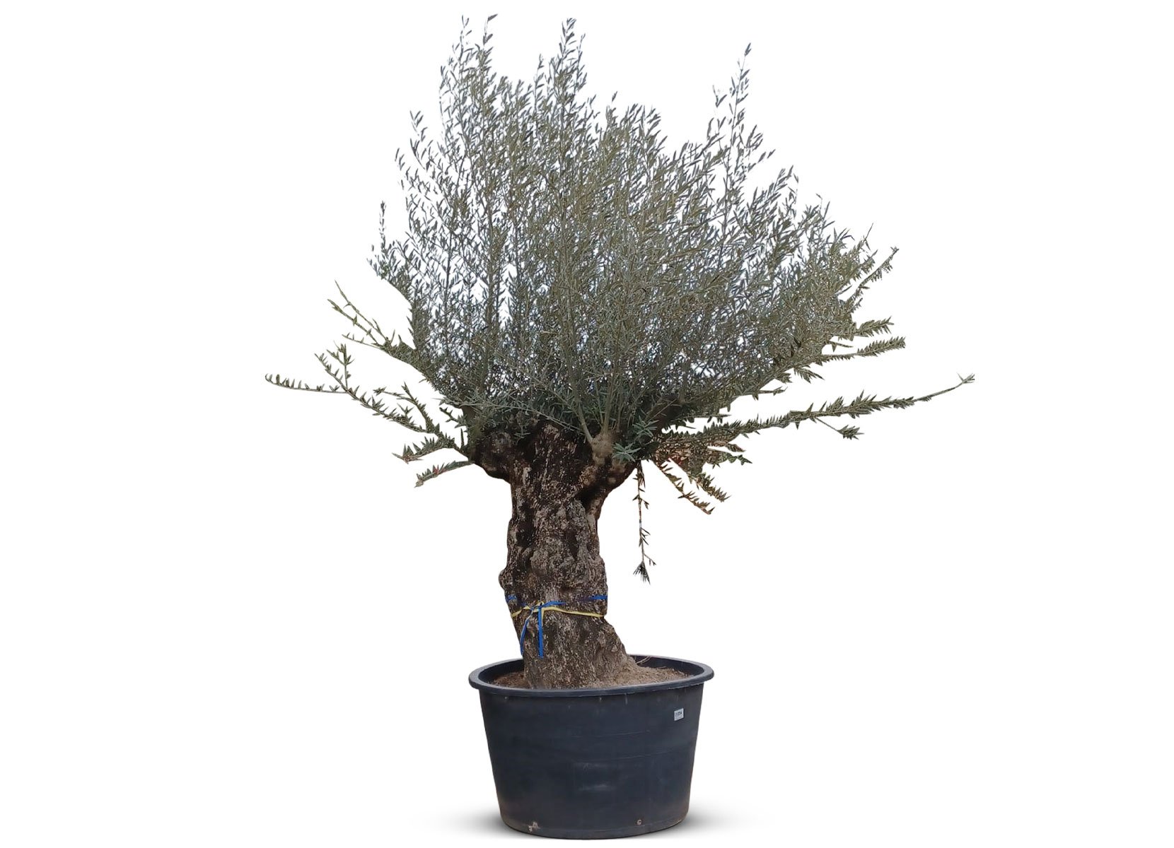 Olivenbaum Olea europea Bonsai 200-240cm