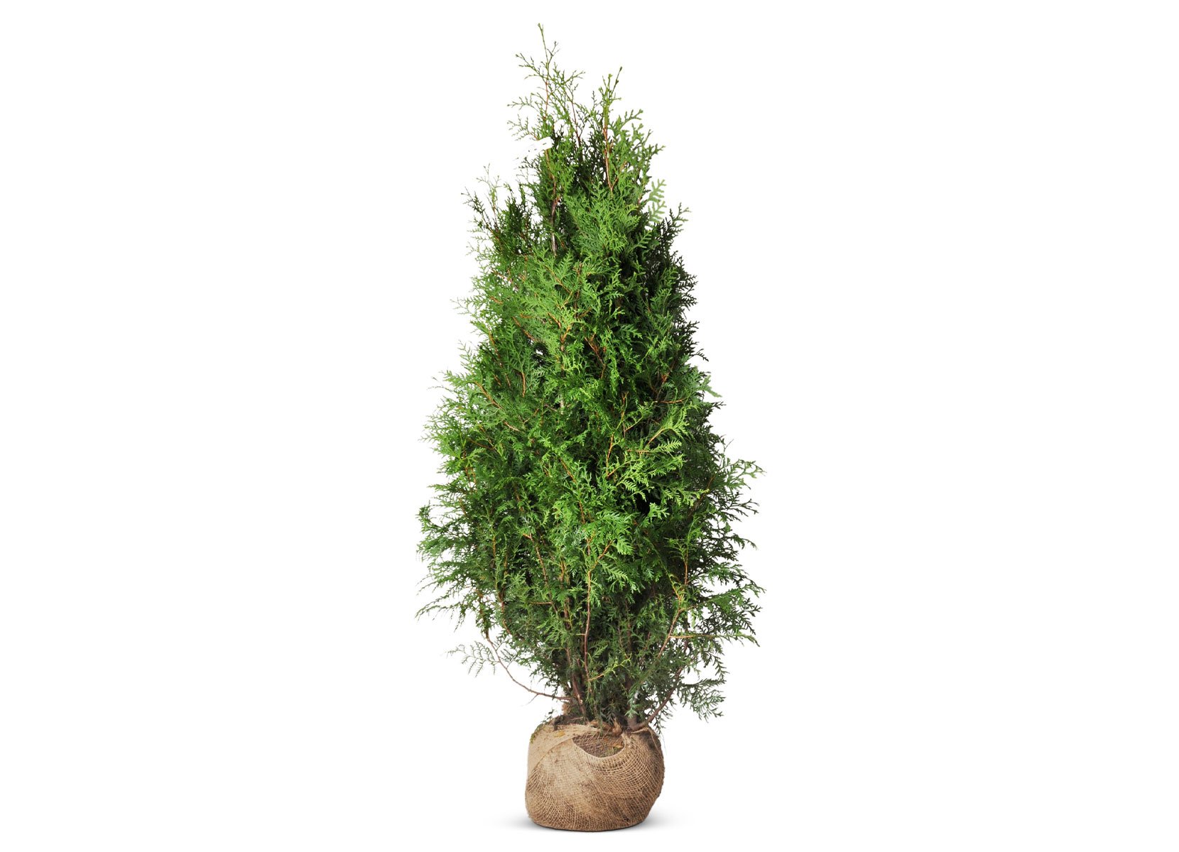 Lebensbaum Thuja occidentalis Brabant Heckenpflanze 140-160cm
