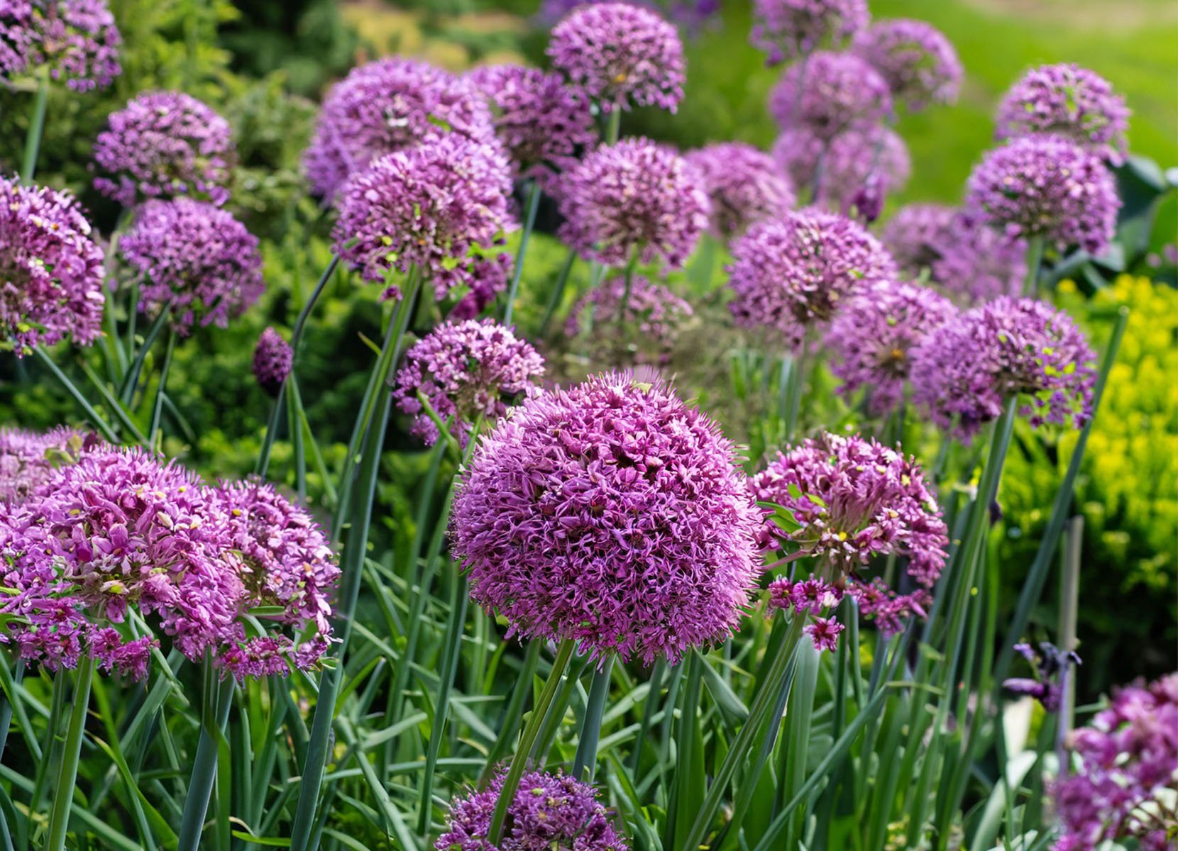 Blumenzwiebelmix Allium 5 Sorten 16 Stück