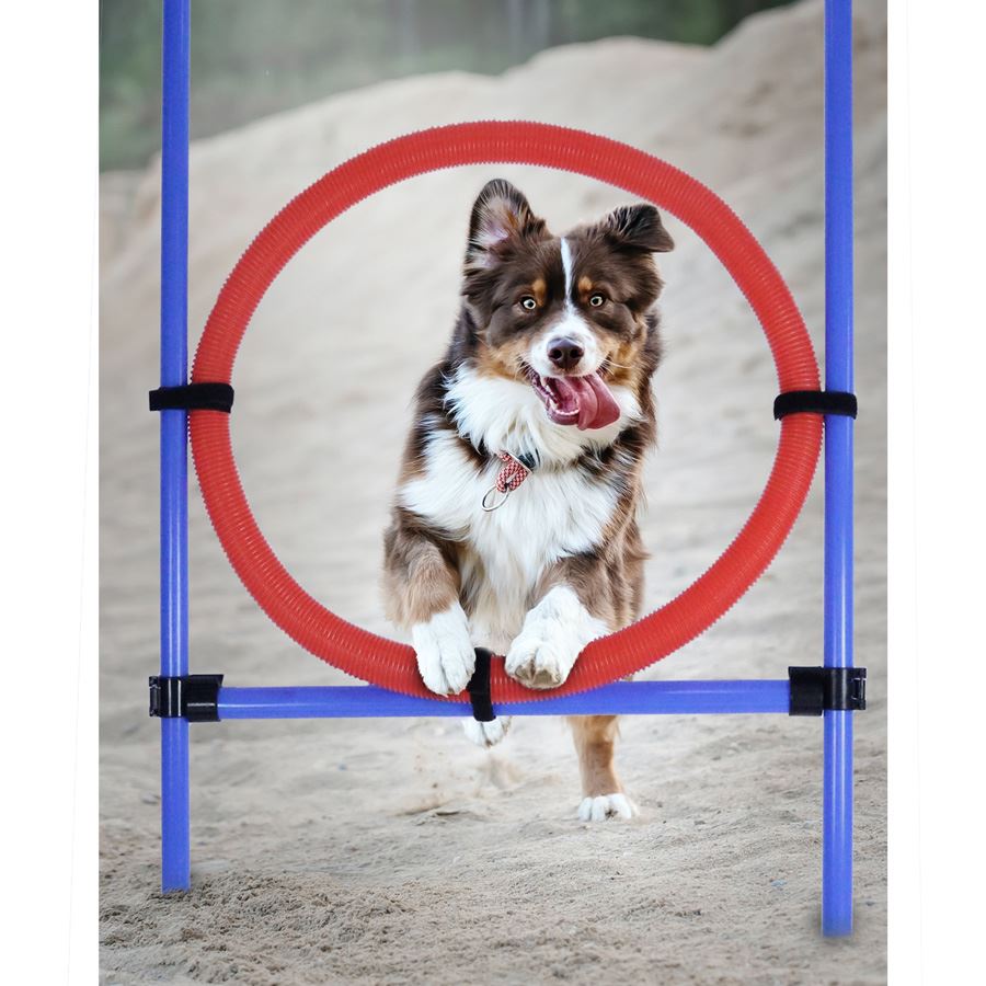 Hunde Agility-Trainingsset mit Sprungring 50cm