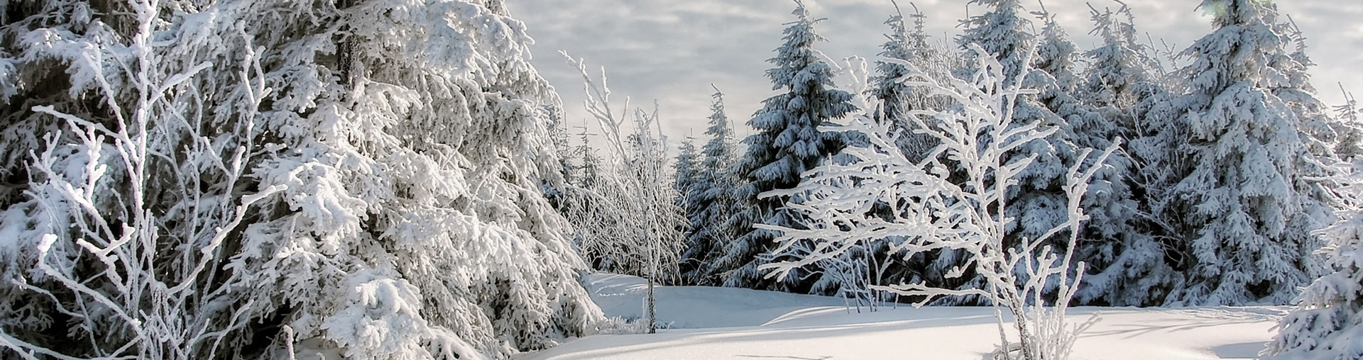 Winterschutz Winterschutz