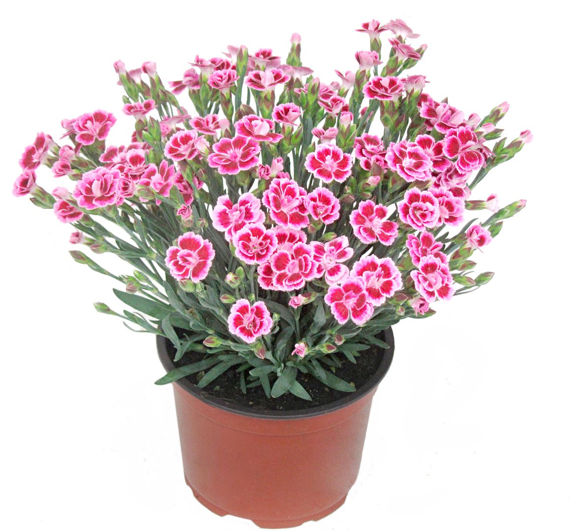 Nelke Dianthus "Pink Kisses" 