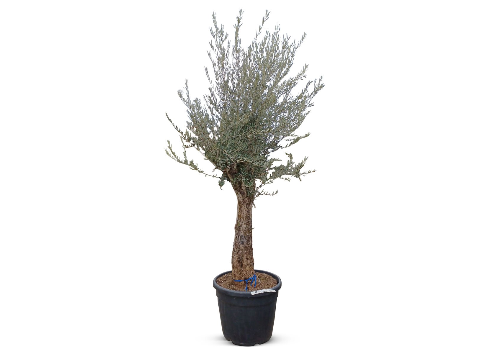 Olivenbaum Olea europea Old Skin 200-240cm