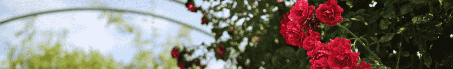 rosenbogen-banner