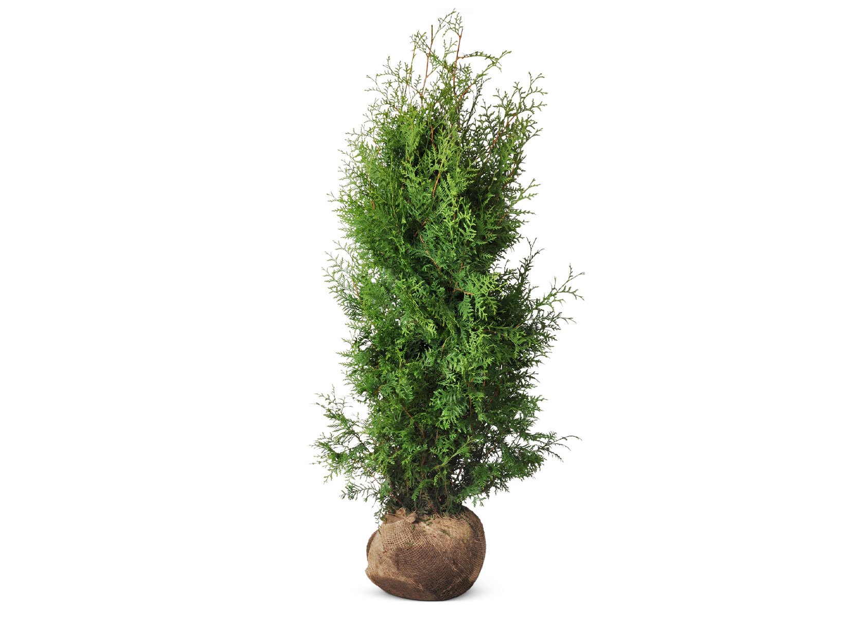 Lebensbaum Thuja occidentalis Brabant Heckenpflanze 120-140cm