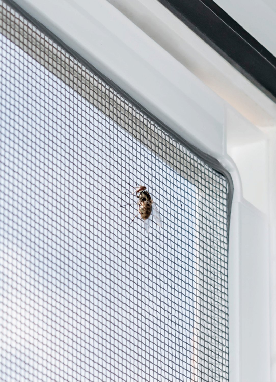 Fenster-Moskitonetz mit Magnetbefestigung 100x100cm