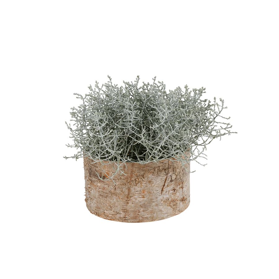 Übertopf Birkenstamm 16,5x9cm