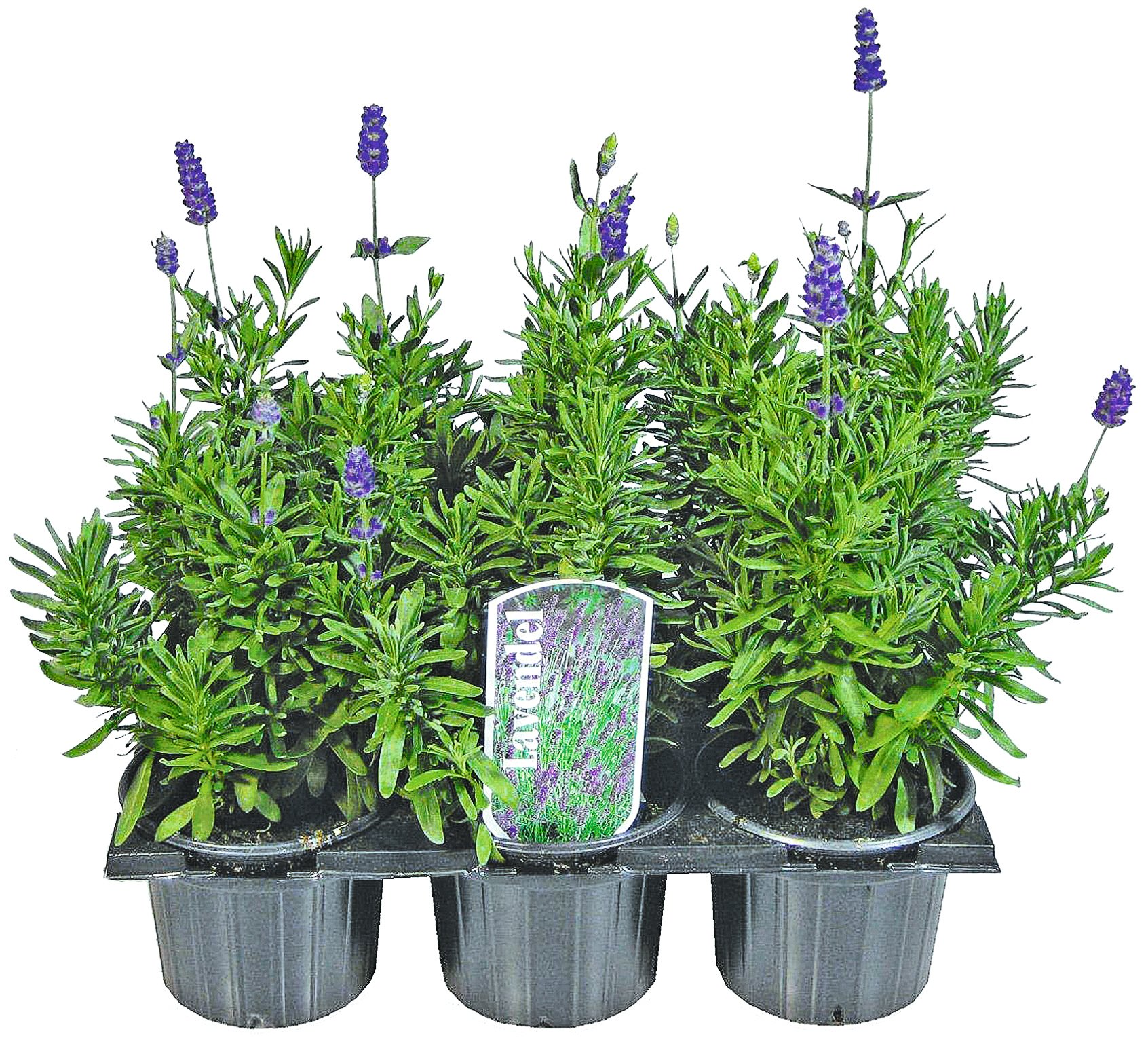 Lavendel