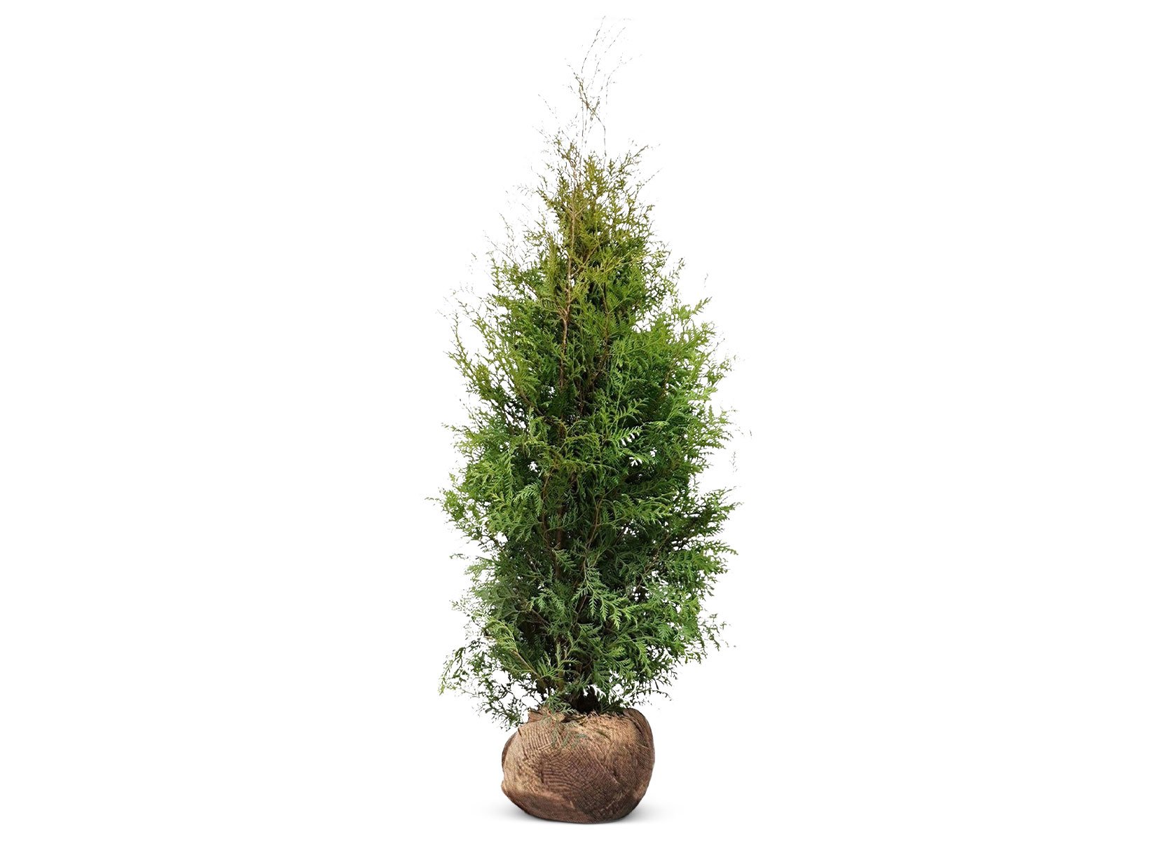 Lebensbaum Thuja occidentalis Brabant Heckenpflanze 160-180cm