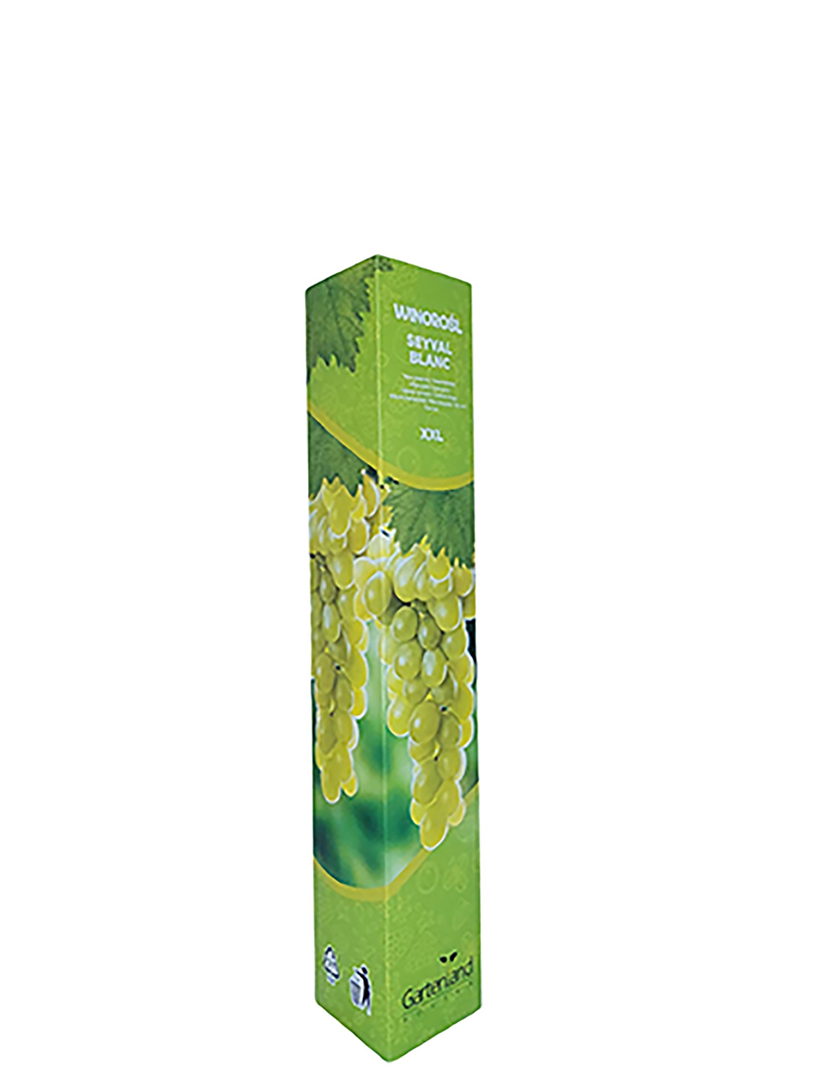 XXL Vitis Weinpflanze