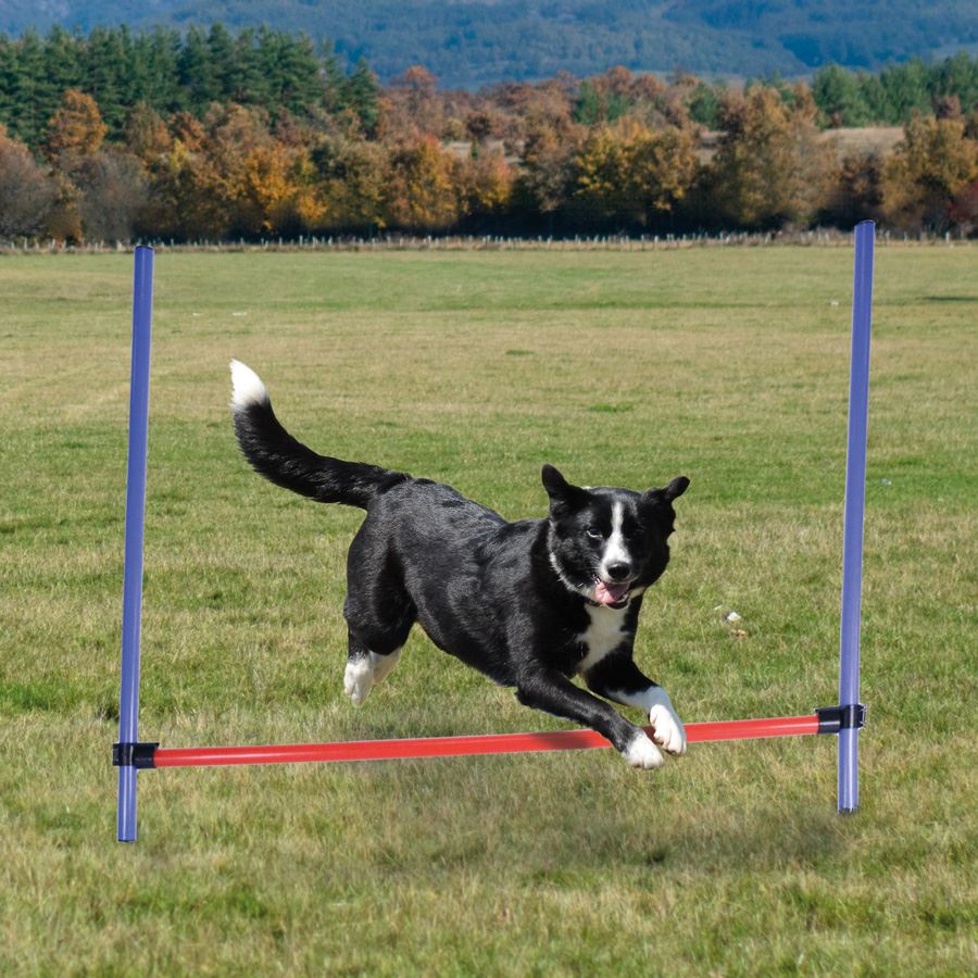 Hunde Agility-Trainingsset mit höhenverstellbarer Sprungstange