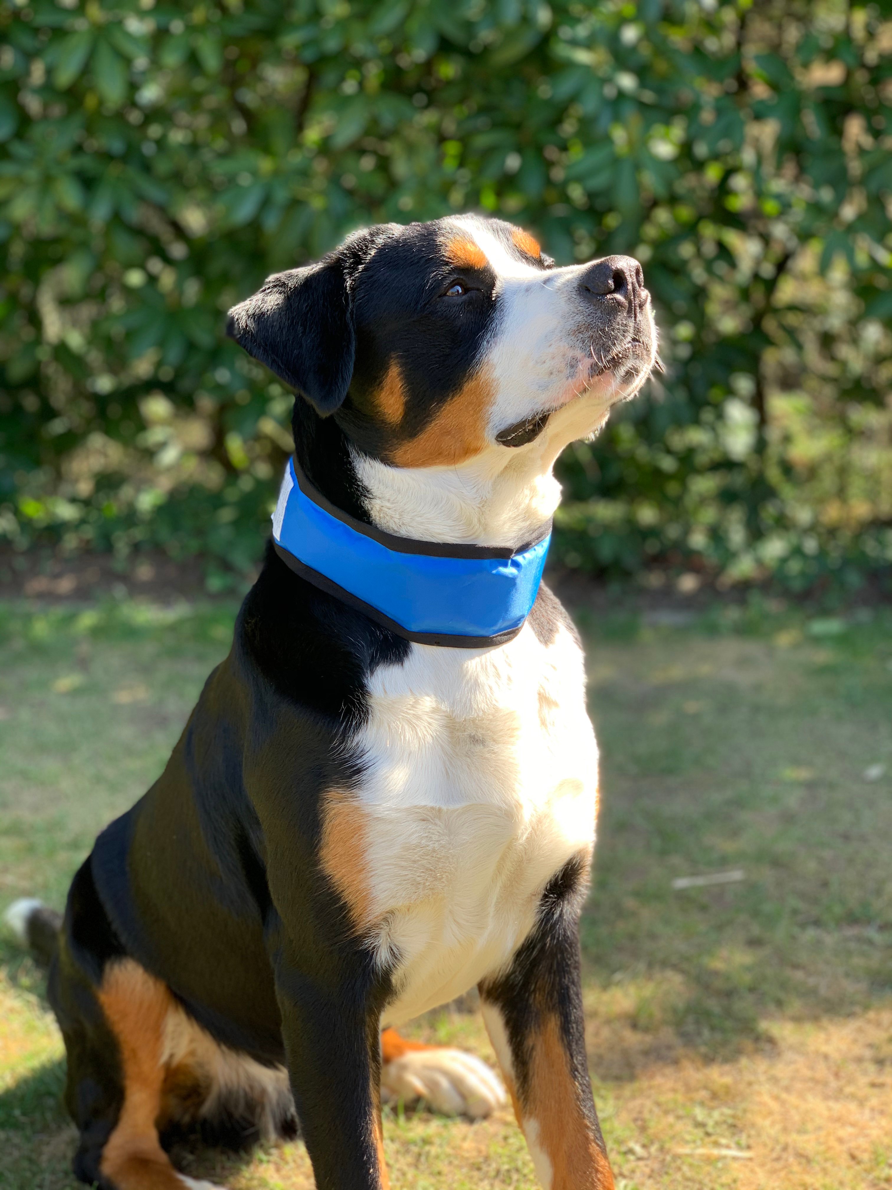 Hunde-Kühlhalsband Hunde-Kühlhalsband