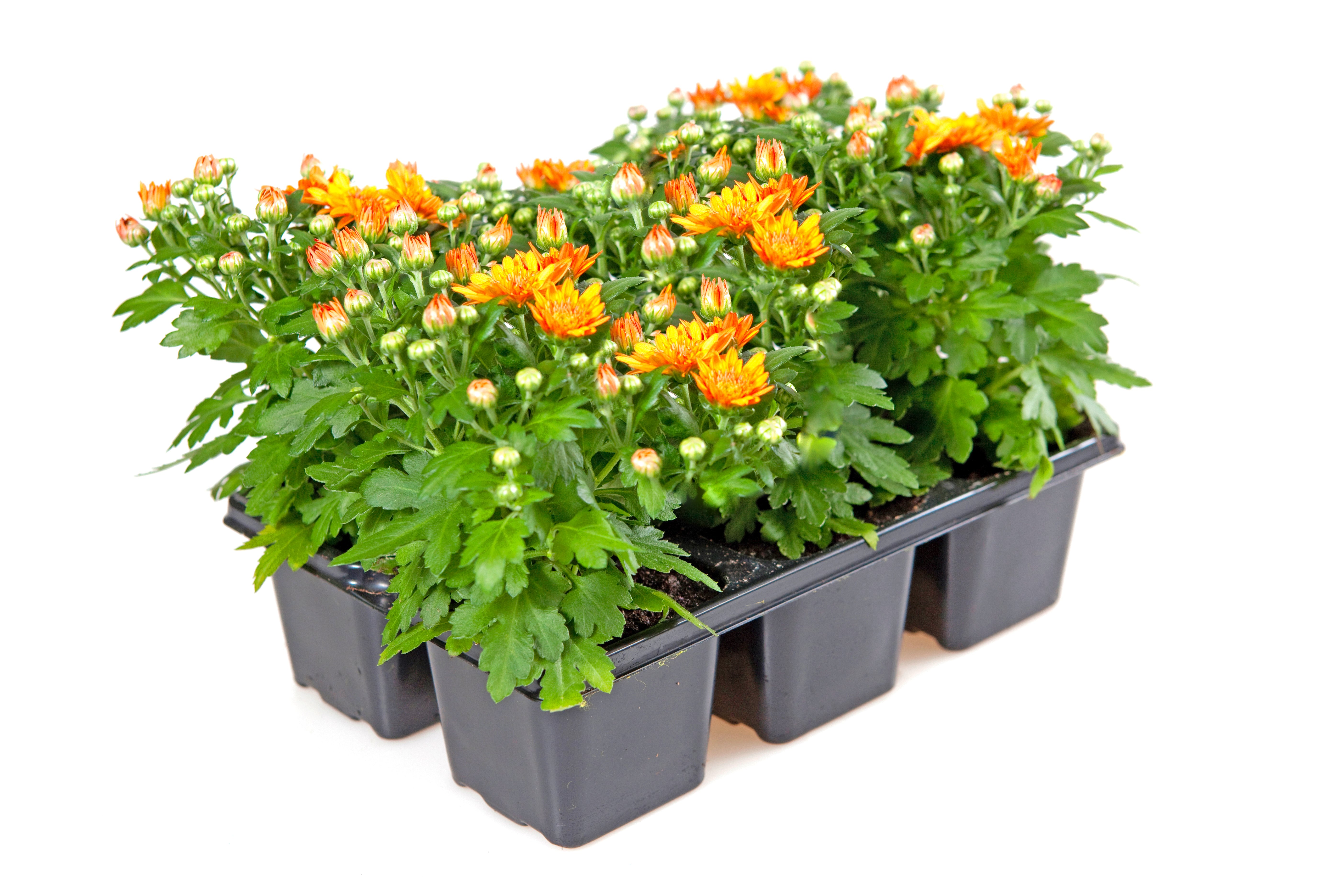 Chrysanthemen Chrysanthemen