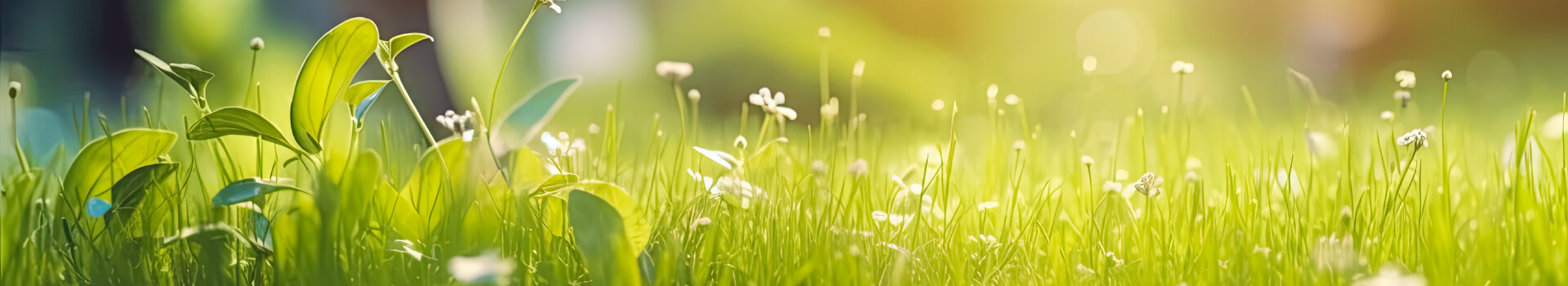 rasenpflege-fruehjahr-header