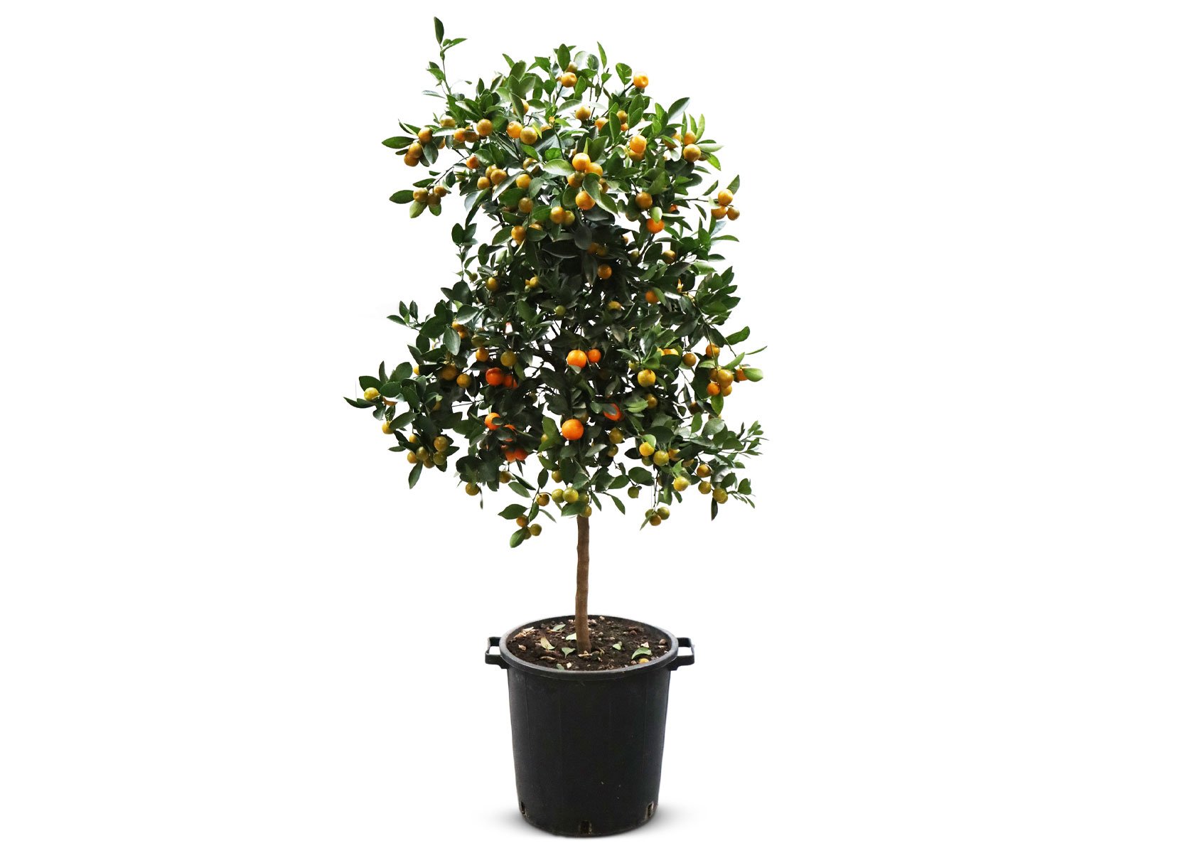 Calamondinbaum Citrus mitis Calamondin 140-160cm