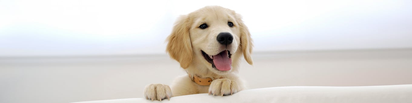 Tiere-Banner