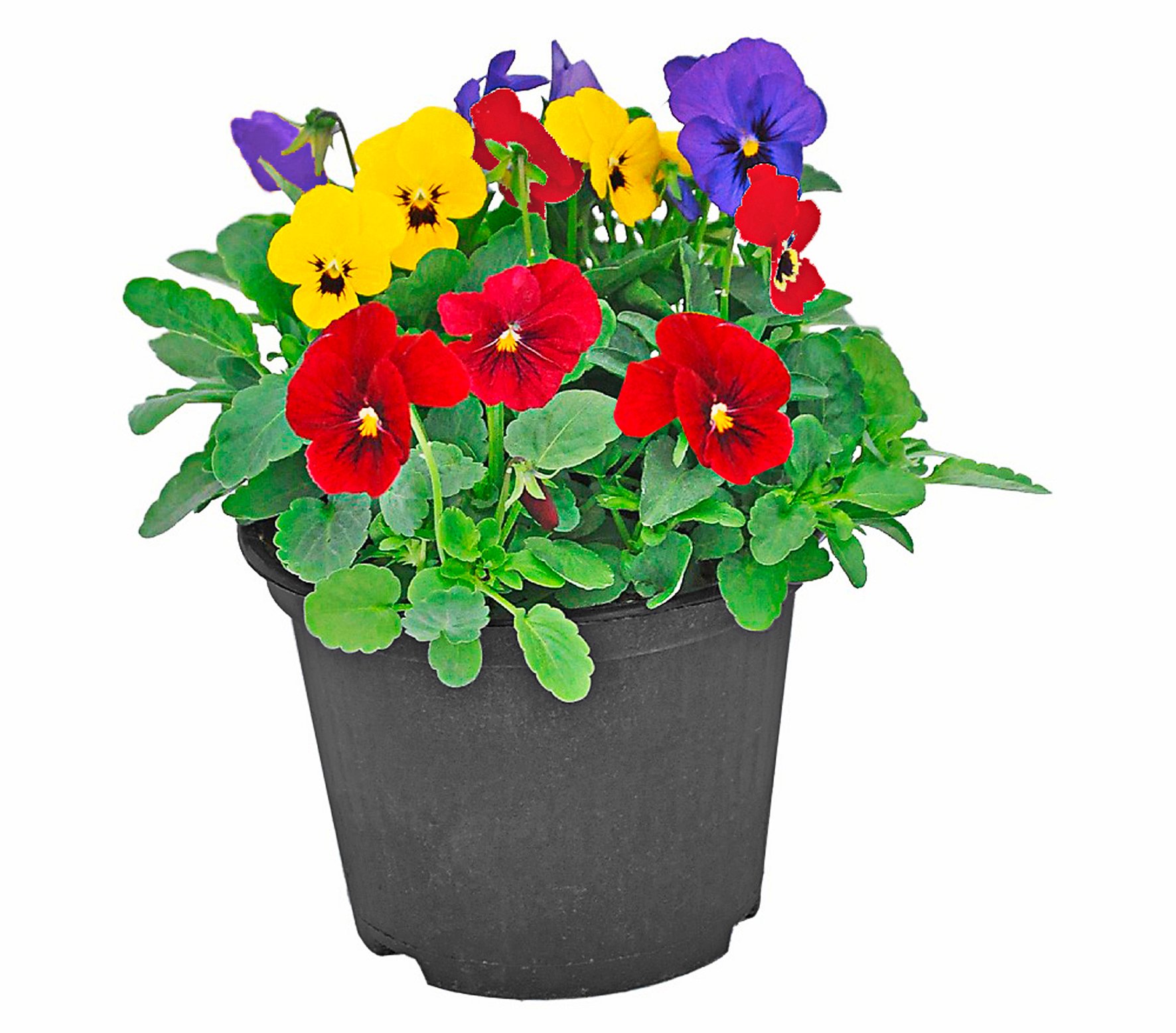 Viola cornuta Trio "Beautiful Colours"