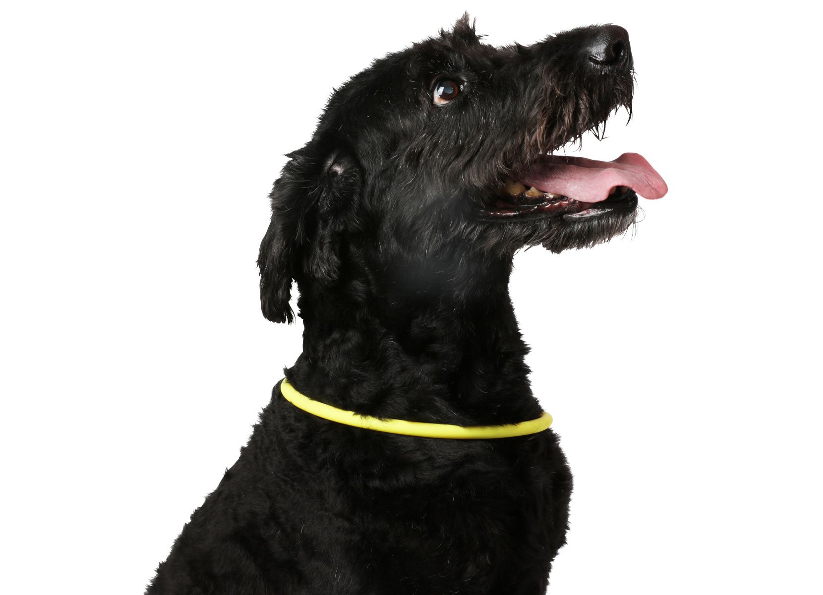 LED-Leuchtring für Hunde aus Silikon 70cm zuschneidbar