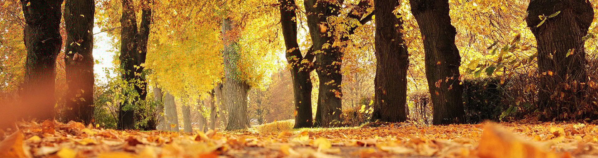 herbst-header