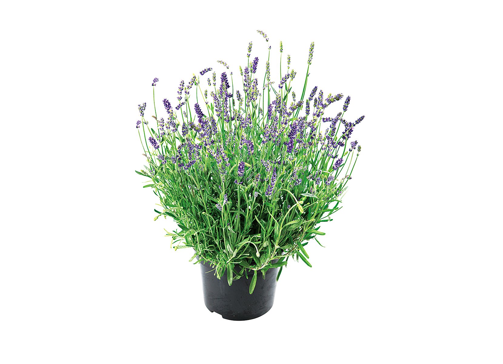 Lavendel