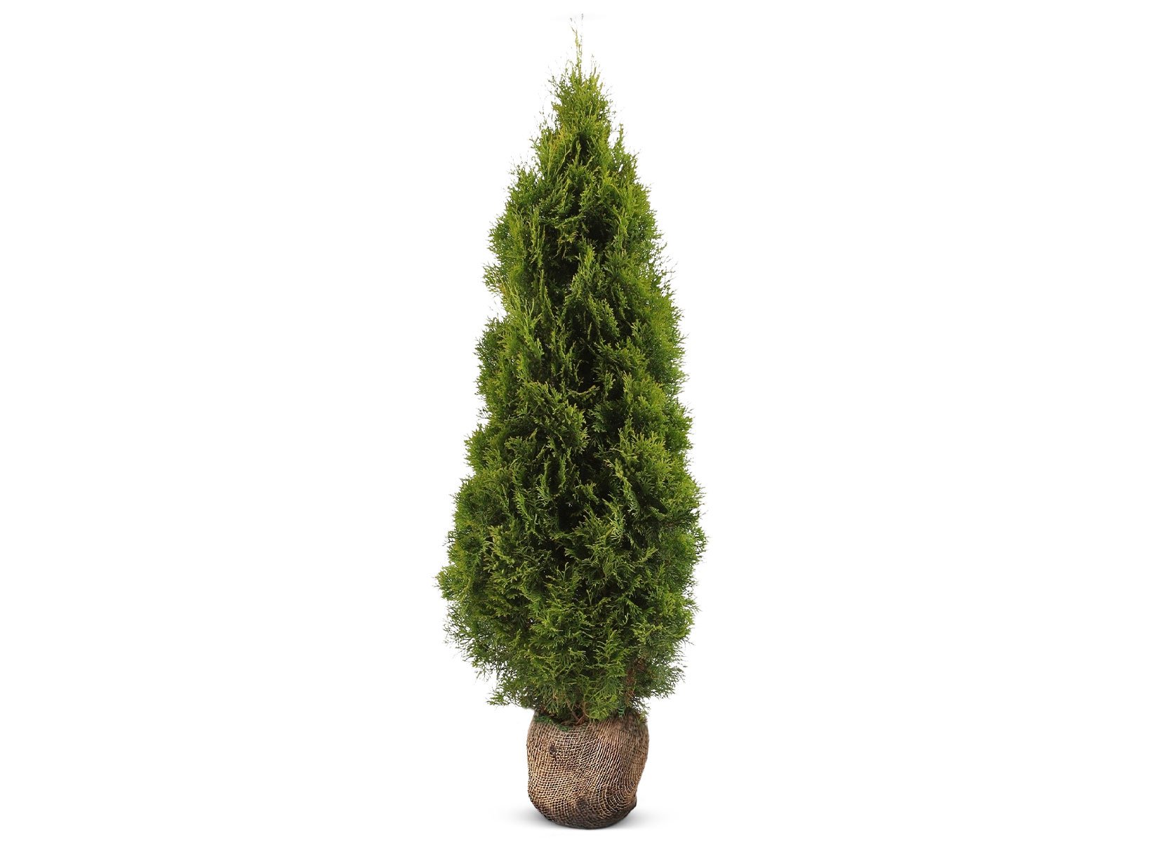 Lebensbaum Thuja occidentalis Smaragd Heckenpflanze 160-180cm
