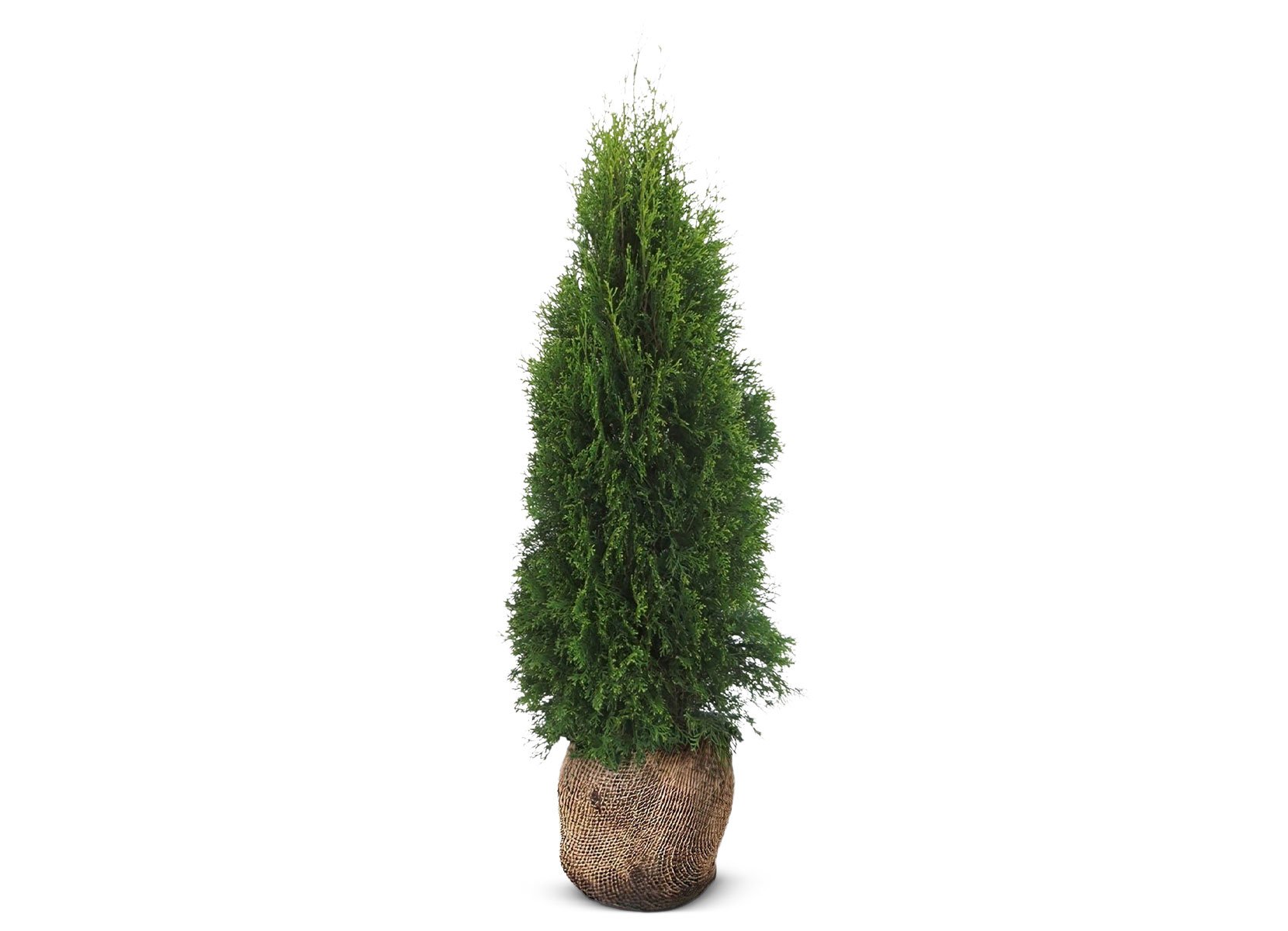 Lebensbaum Thuja occidentalis Smaragd Heckenpflanze 120-140cm