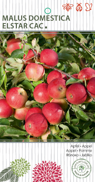 Obstbaum 26cm Topf
