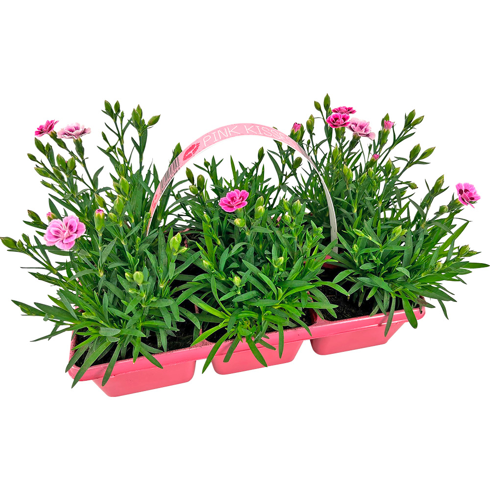 Nelke Dianthus "Pink Kisses" 6 Pflanzen im Tray Nelke Dianthus "Pink Kisses" 6 Pflanzen im Tray