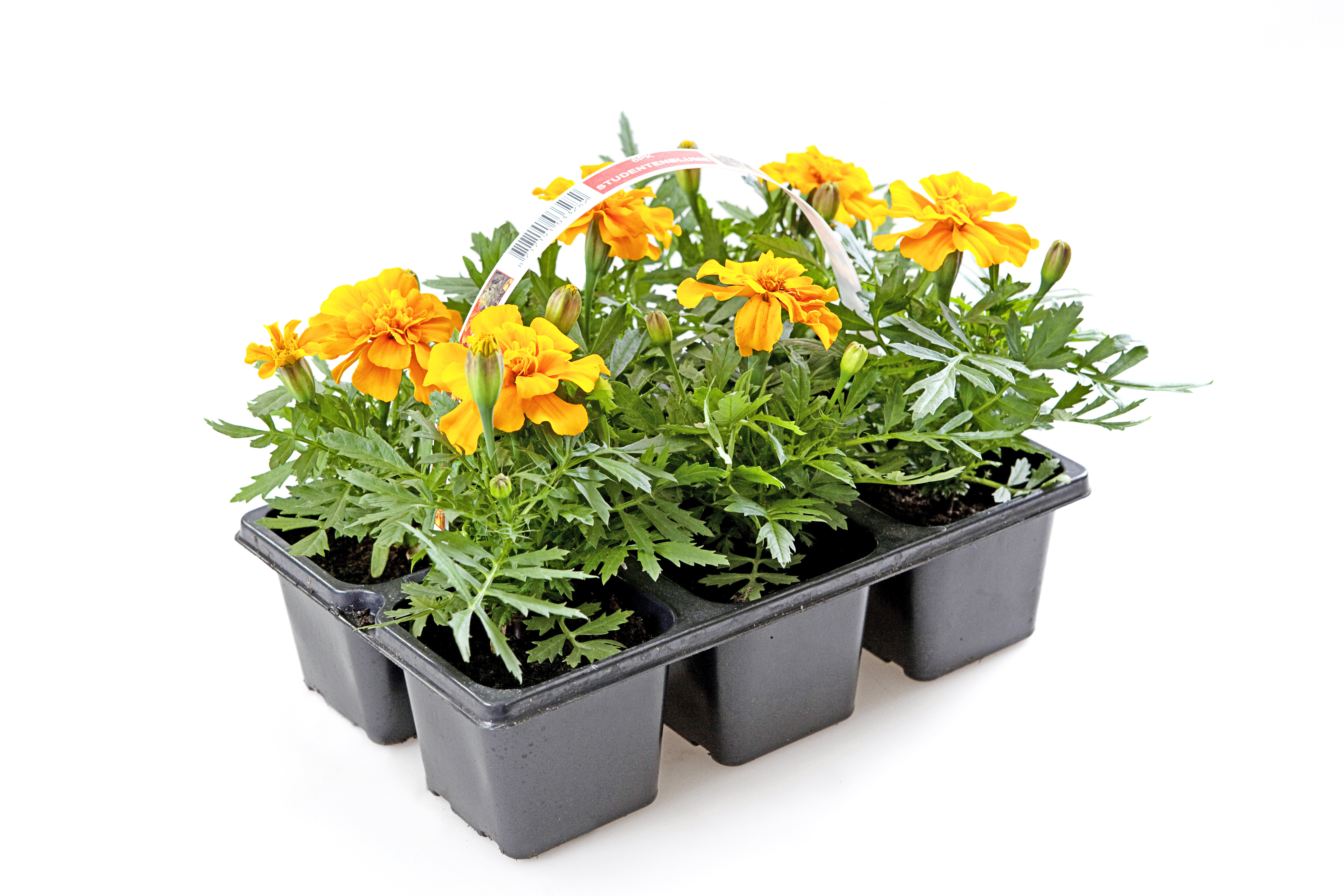 Tagetes 