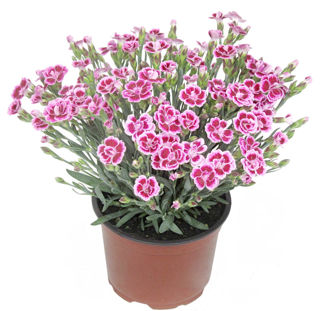 Nelke Dianthus "Pink Kisses" 