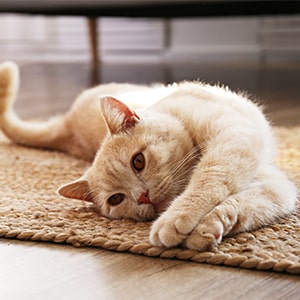 Katzentag