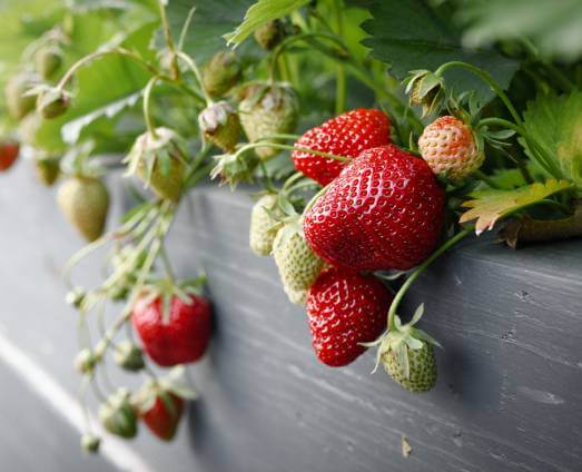 erdbeere-im-hochbeet