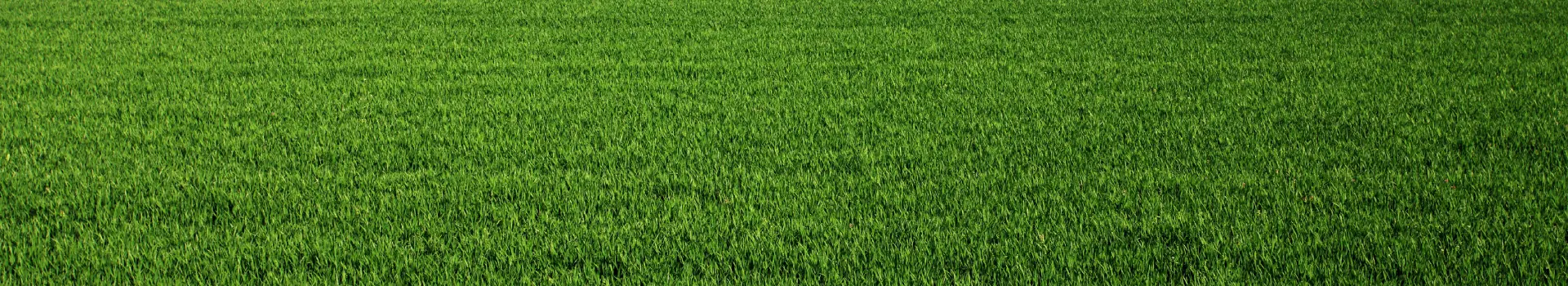 rasen-nachsen-header1