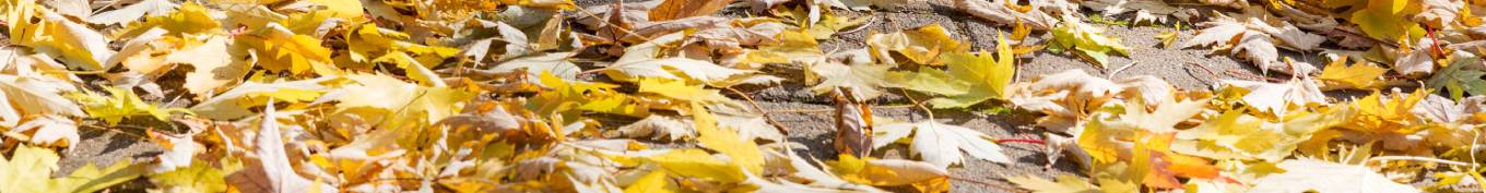 bltter-gartenarbeiten-im-herbst-header-2