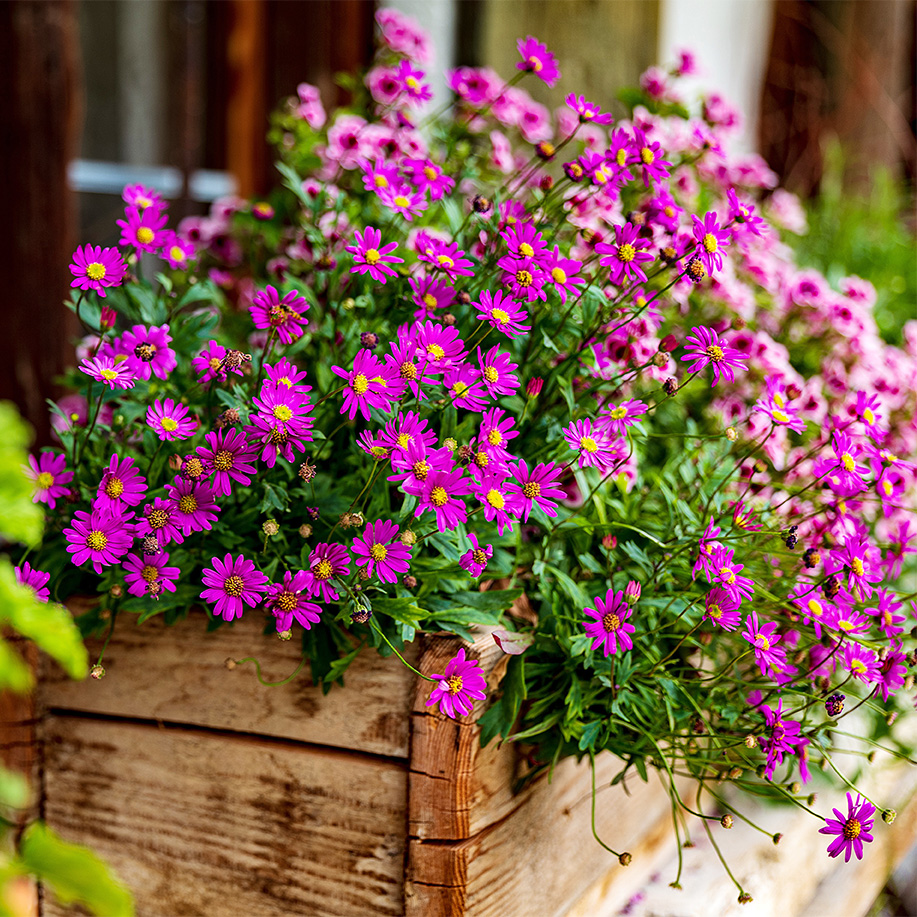 Flowerpower Flowerpower