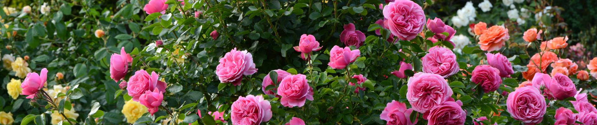 rosen-schneiden-header