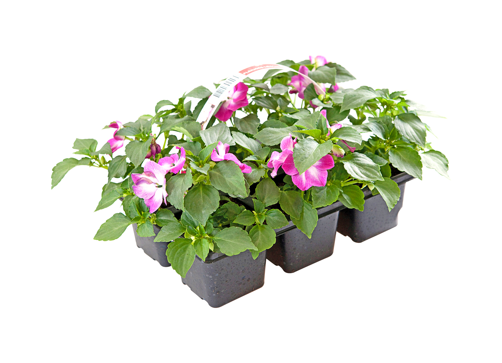 Impatiens