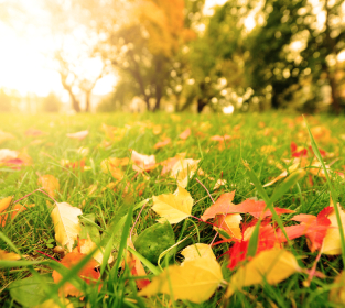 Rasenpflege im Herbst