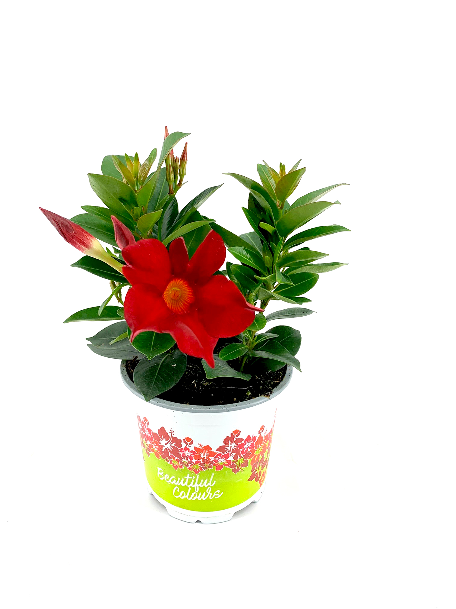 Dipladenia