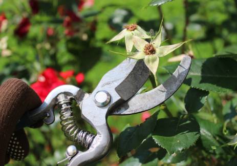 verbluehte-rosen-sommer