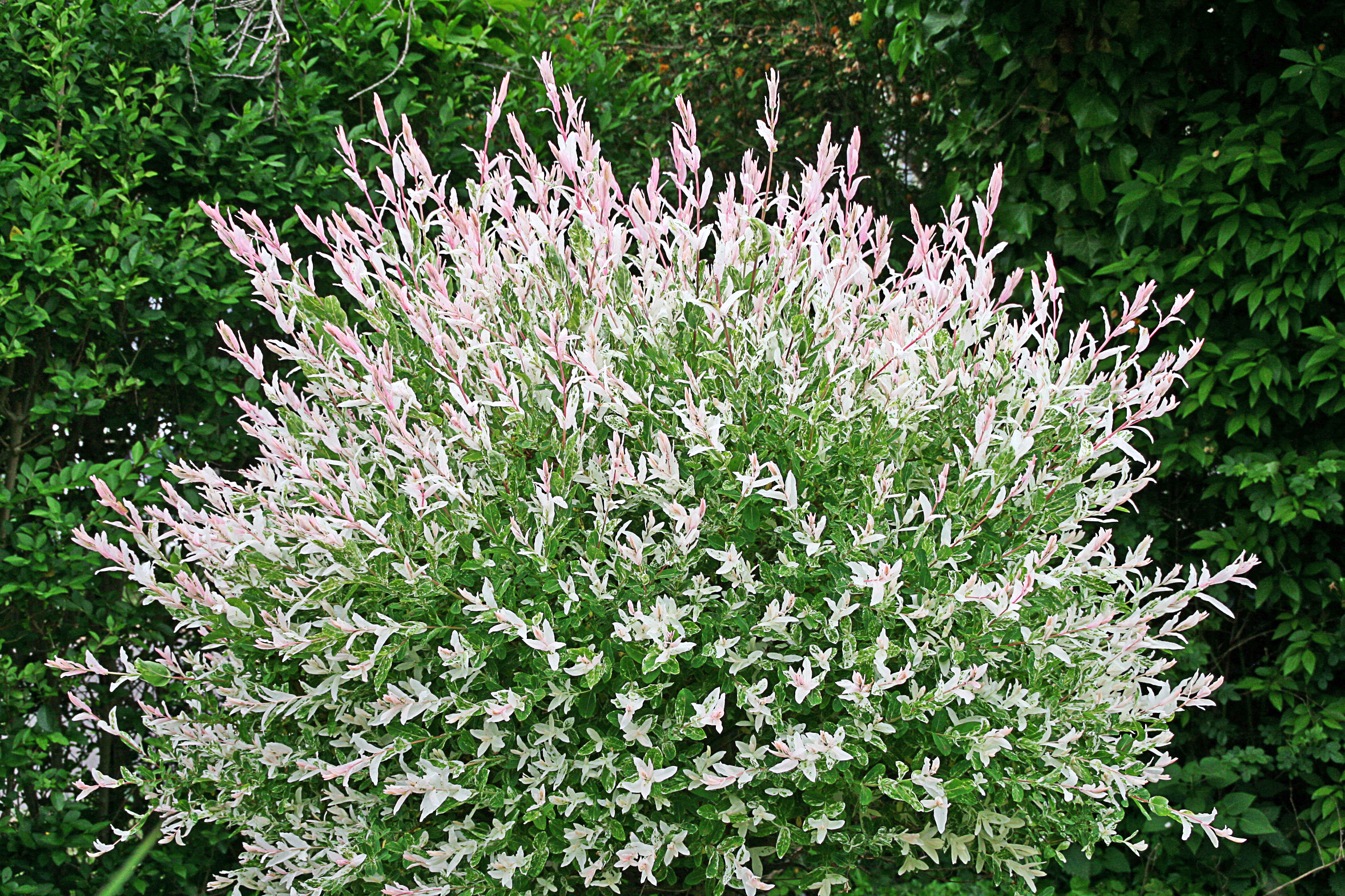 Salix-Busch "Harlekin-Weide"