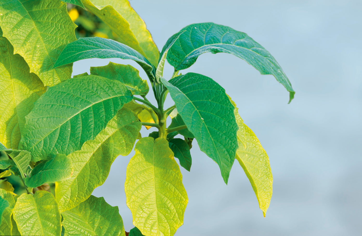 Naehrstoffmangel_Stickstoffmangel_Datura