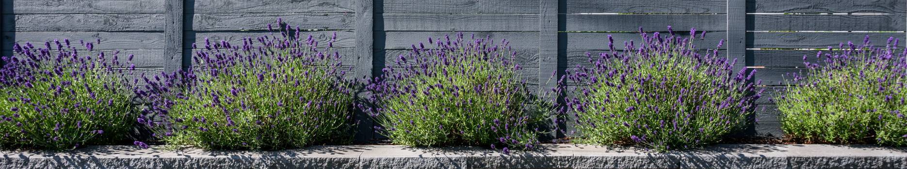 blumen-im-hochbeet-header