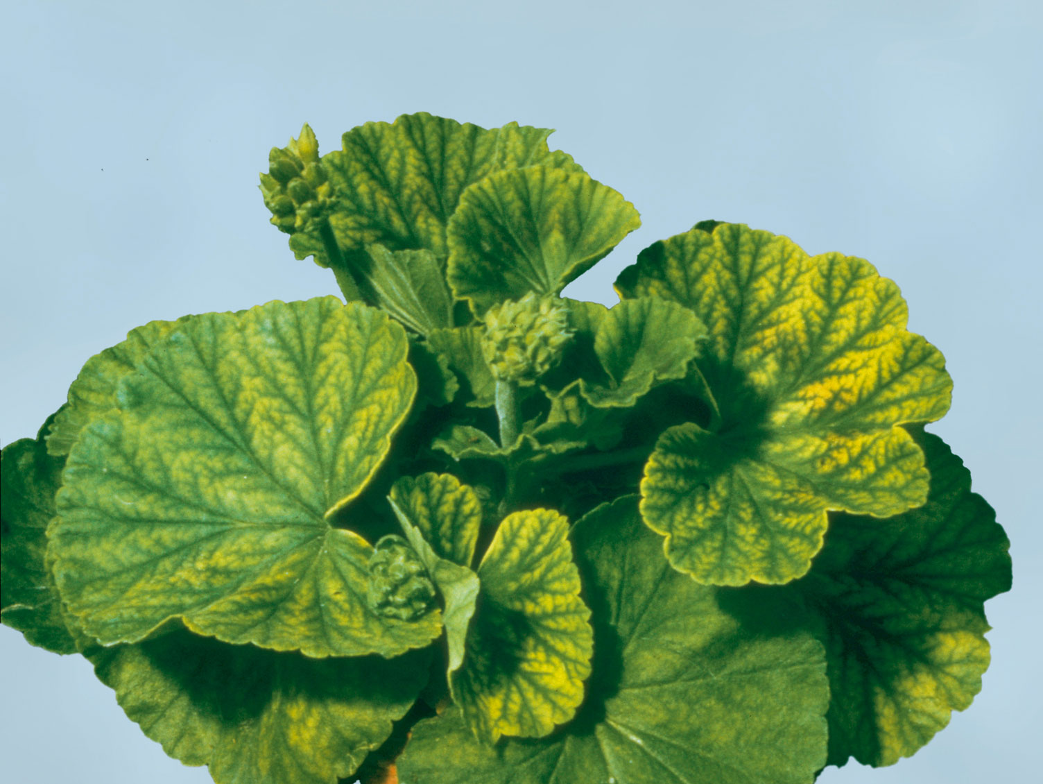 Naehrstoffmangel_Eisenmangel_Pelargonie