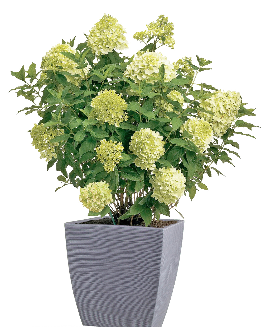 Rispenhortensie 23cm Topf