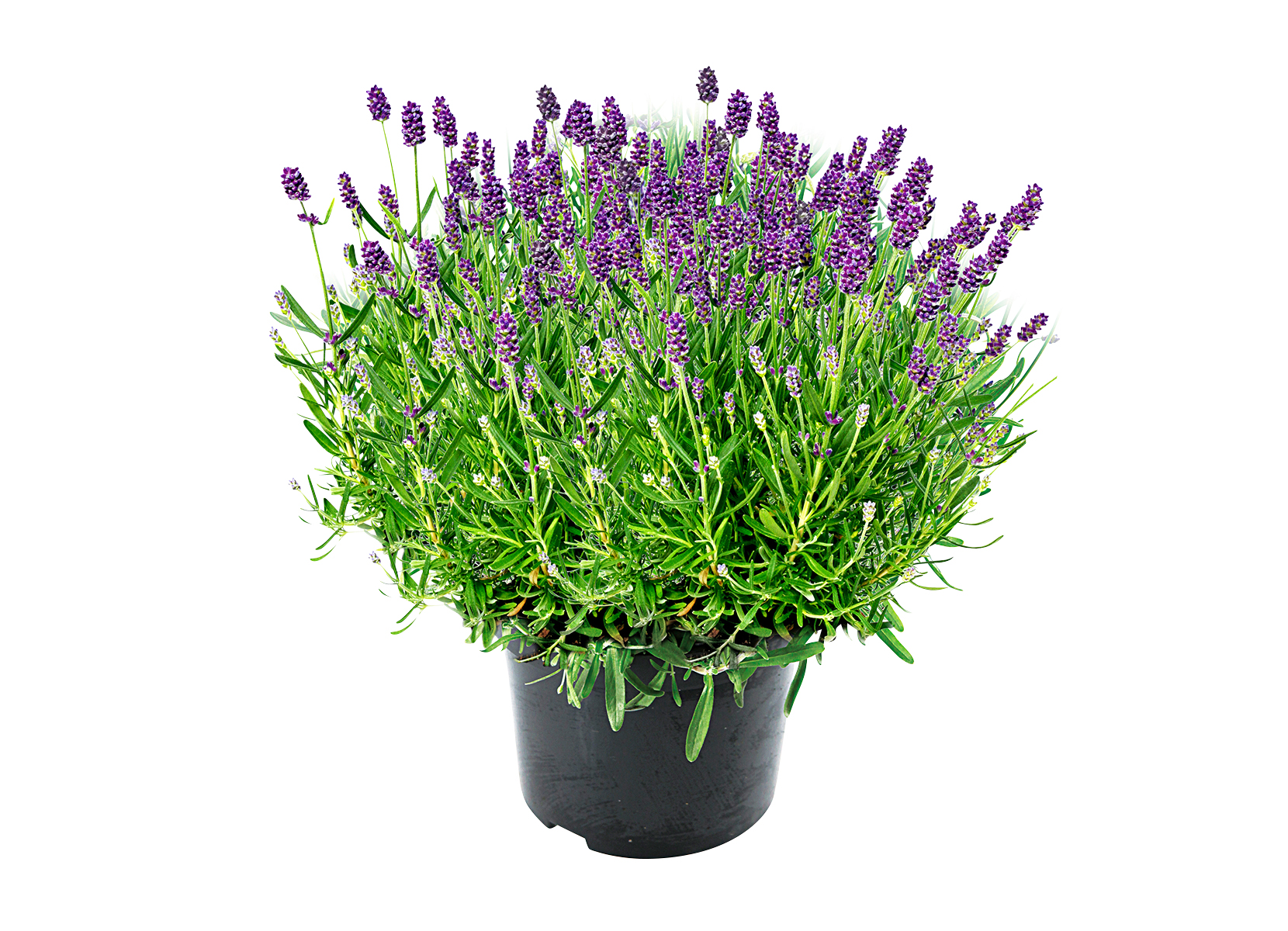 Lavendel