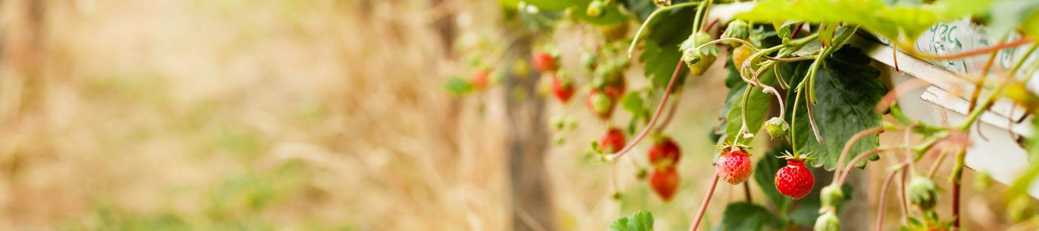 obst-gemuese-im-hochbeet-header