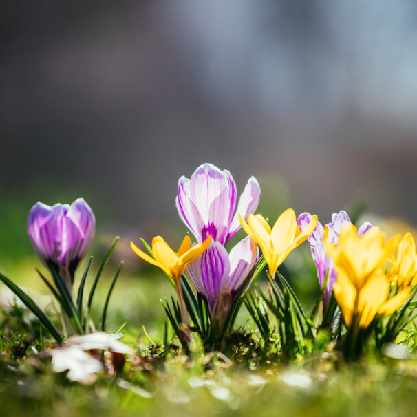 Rasenpflege im Frühjahr