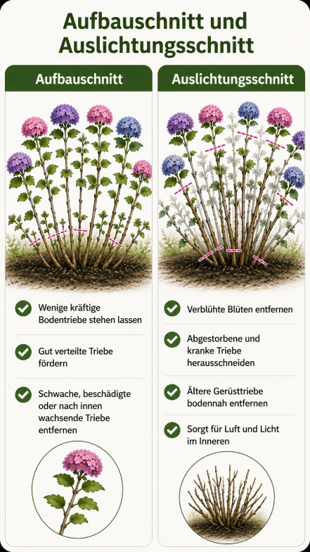 bauernhortensien-schnittvergleich-mobile