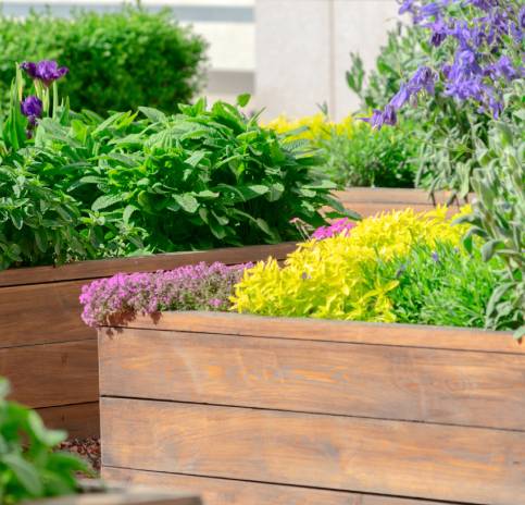 blumen-im-hochbeet-ratgeber